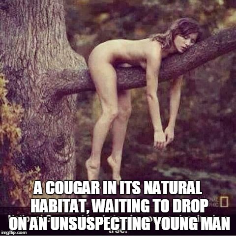 A COUGAR IN ITS NATURAL HABITAT, WAITING TO DROP ON AN UNSUSPECTING YOUNG MAN | made w/ Imgflip meme maker