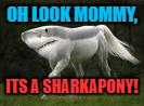 sharkie, man | OH LOOK MOMMY, ITS A SHARKAPONY! | image tagged in i should buy a boat cat | made w/ Imgflip meme maker
