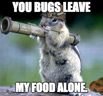 Bazooka Squirrel | YOU BUGS LEAVE; MY FOOD ALONE. | image tagged in memes,bazooka squirrel | made w/ Imgflip meme maker