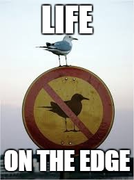 Irony friday! | LIFE; ON THE EDGE | image tagged in birds | made w/ Imgflip meme maker