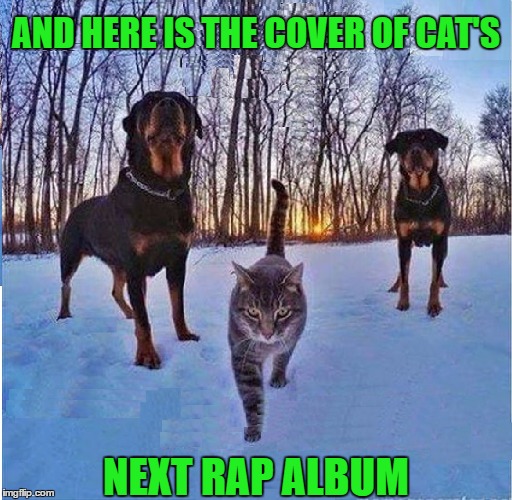 Cat Rapper | AND HERE IS THE COVER OF CAT'S; NEXT RAP ALBUM | image tagged in memes,funny,cat,dog,rap,music | made w/ Imgflip meme maker