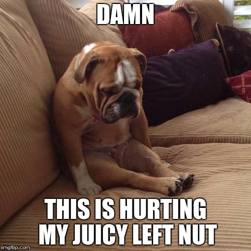 bulldogsad | DAMN; THIS IS HURTING MY JUICY LEFT NUT | image tagged in bulldogsad | made w/ Imgflip meme maker
