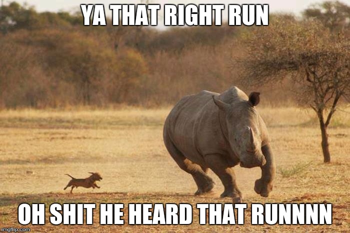 animals | YA THAT RIGHT RUN; OH SHIT HE HEARD THAT RUNNNN | image tagged in animals | made w/ Imgflip meme maker