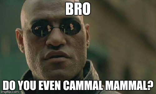 Matrix Morpheus Meme | BRO; DO YOU EVEN CAMMAL MAMMAL? | image tagged in memes,matrix morpheus | made w/ Imgflip meme maker