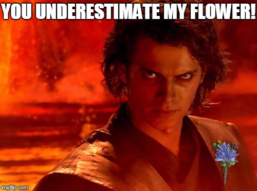 Whoa! That Thing's Ripe! | YOU UNDERESTIMATE MY FLOWER! | image tagged in memes,you underestimate my power | made w/ Imgflip meme maker