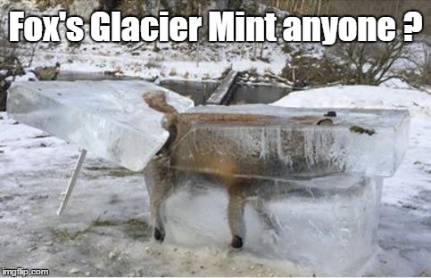 Fox's Glacier Mint | Fox's Glacier Mint anyone ? | image tagged in fox,mint,frozen,let it go | made w/ Imgflip meme maker