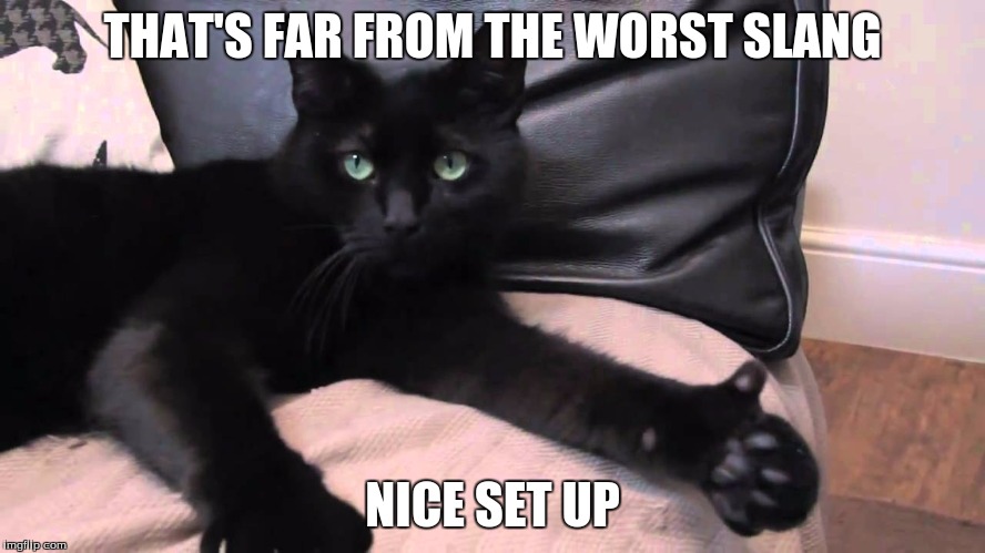 thumbs up cat | THAT'S FAR FROM THE WORST SLANG NICE SET UP | image tagged in thumbs up cat | made w/ Imgflip meme maker