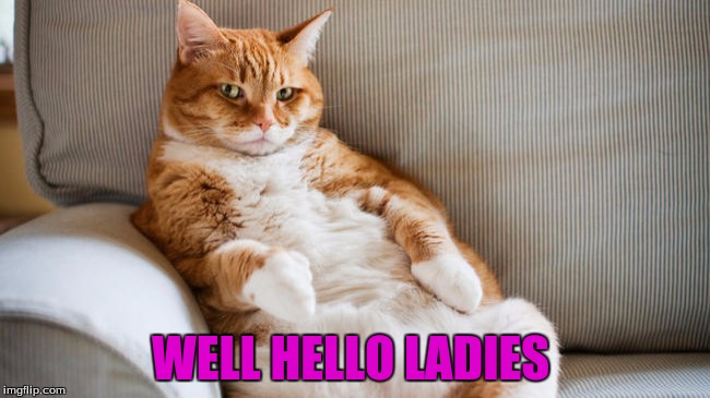 Best Pickup Line Ever | WELL HELLO LADIES | image tagged in memes,cats | made w/ Imgflip meme maker