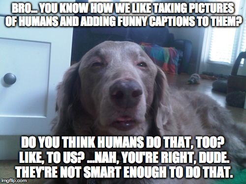 High Dog Meme | BRO… YOU KNOW HOW WE LIKE TAKING PICTURES OF HUMANS AND ADDING FUNNY CAPTIONS TO THEM? DO YOU THINK HUMANS DO THAT, TOO? LIKE, TO US? …NAH, YOU'RE RIGHT, DUDE. THEY'RE NOT SMART ENOUGH TO DO THAT. | image tagged in memes,high dog | made w/ Imgflip meme maker