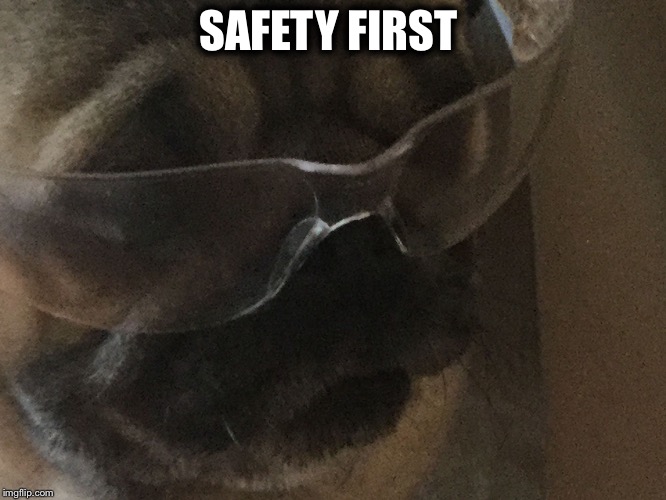 Safety first | SAFETY FIRST | image tagged in safety pug | made w/ Imgflip meme maker