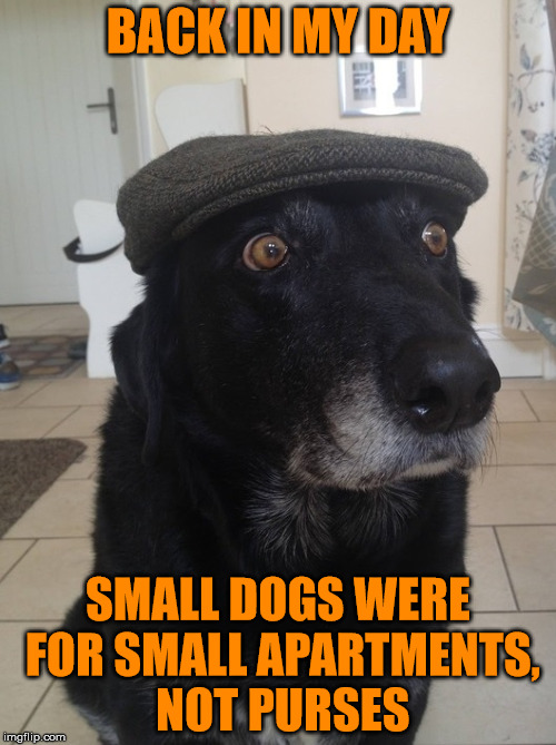 Back In My Day Dog | BACK IN MY DAY; SMALL DOGS WERE FOR SMALL APARTMENTS, NOT PURSES | image tagged in back in my day dog | made w/ Imgflip meme maker