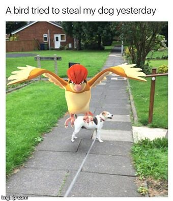 Dog. Meet Bird | image tagged in pokemon go,pokemon go meme,memes | made w/ Imgflip meme maker
