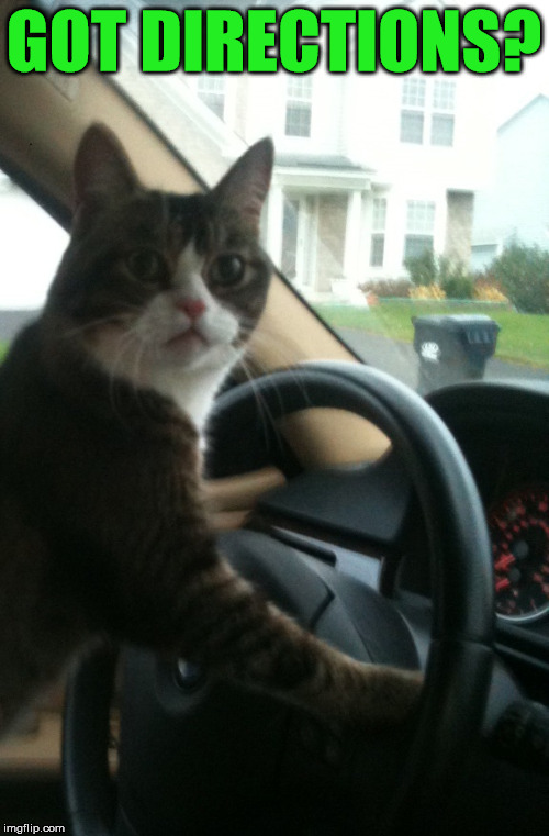 JoJo The Driving Cat | GOT DIRECTIONS? | image tagged in jojo the driving cat | made w/ Imgflip meme maker