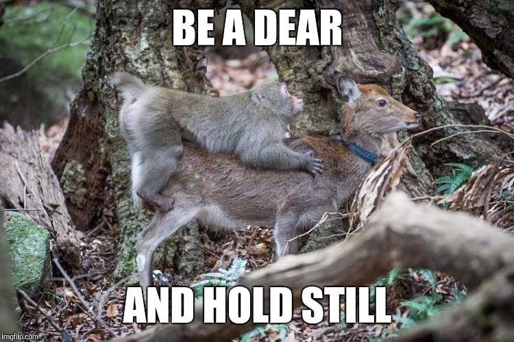 BE A DEAR; AND HOLD STILL | image tagged in monkey | made w/ Imgflip meme maker