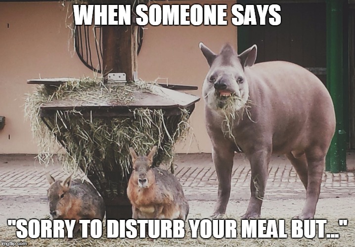 wat | WHEN SOMEONE SAYS; "SORRY TO DISTURB YOUR MEAL BUT..." | image tagged in eating,derp,sorry to disturb you,animals,wat,food | made w/ Imgflip meme maker