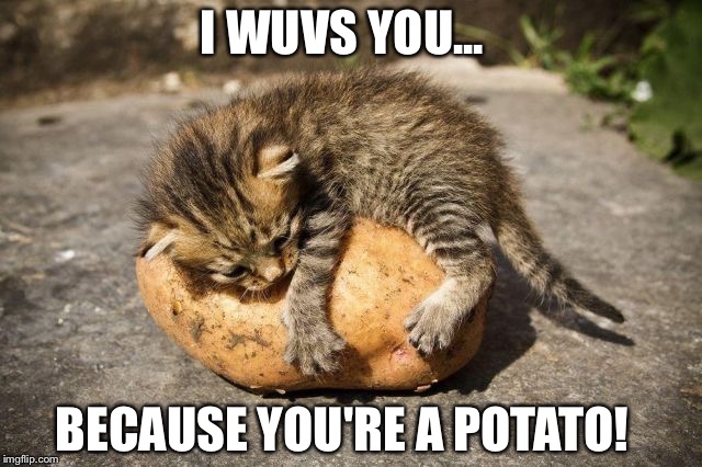 potato cat |  I WUVS YOU... BECAUSE YOU'RE A POTATO! | image tagged in potato cat | made w/ Imgflip meme maker