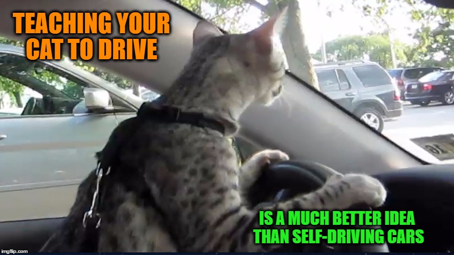 TEACHING YOUR CAT TO DRIVE IS A MUCH BETTER IDEA THAN SELF-DRIVING CARS | made w/ Imgflip meme maker