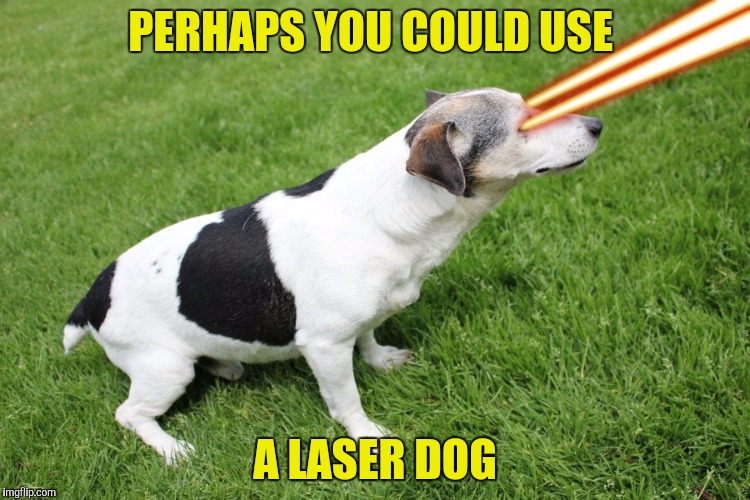 PERHAPS YOU COULD USE A LASER DOG | made w/ Imgflip meme maker