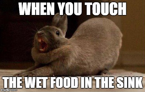 When you touch the wet food in the sink | WHEN YOU TOUCH; THE WET FOOD IN THE SINK | image tagged in rabbit,rabbit yawning,yawning,when you touch the wet food in the sink | made w/ Imgflip meme maker