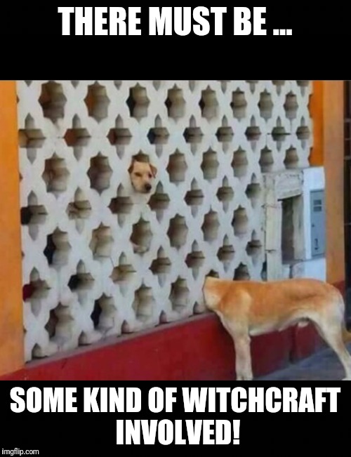 THERE MUST BE ... SOME KIND OF WITCHCRAFT INVOLVED! | image tagged in funny dogs | made w/ Imgflip meme maker