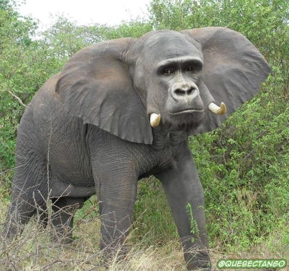 High Quality Harambe Elephant Blank Meme Template