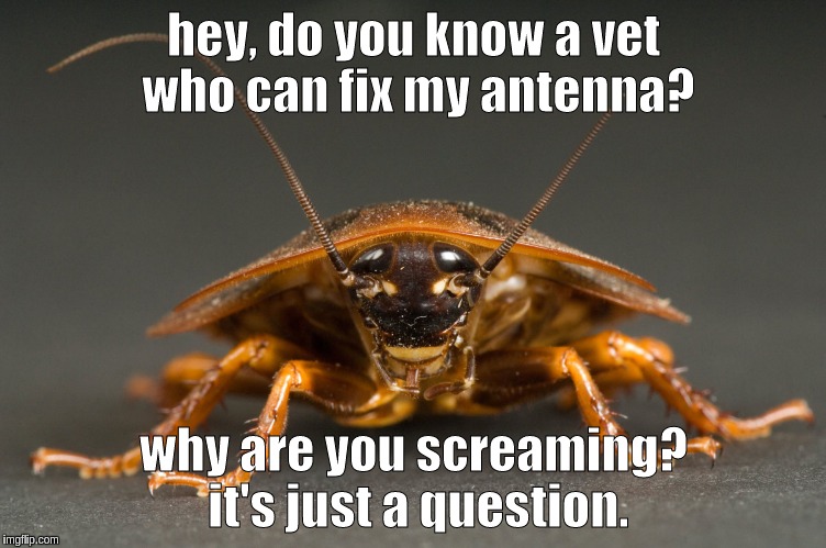 this little guy just wants his antenna fixed! |  hey, do you know a vet who can fix my antenna? why are you screaming? it's just a question. | image tagged in cockroach,cute | made w/ Imgflip meme maker