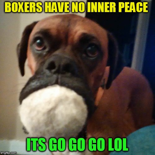 BOXERS HAVE NO INNER PEACE ITS GO GO GO LOL | made w/ Imgflip meme maker