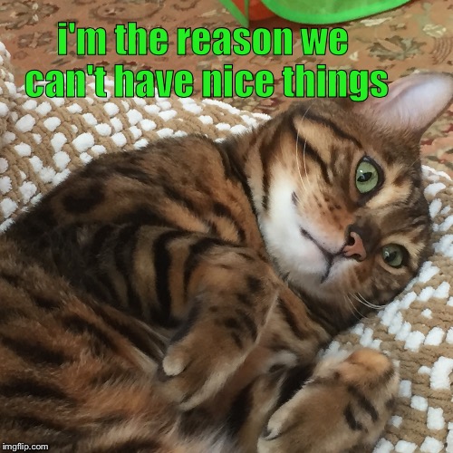 Nice things | i'm the reason we can't have nice things | image tagged in bengals | made w/ Imgflip meme maker