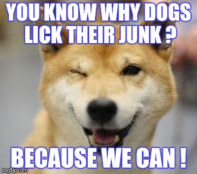 wink doge | YOU KNOW WHY DOGS LICK THEIR JUNK ? BECAUSE WE CAN ! | image tagged in wink doge | made w/ Imgflip meme maker