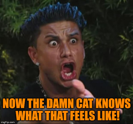 Pauly | NOW THE DAMN CAT KNOWS WHAT THAT FEELS LIKE! | image tagged in pauly | made w/ Imgflip meme maker