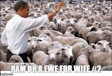 obama and his voters | RAM OR A EWE FOR WIFE #2 | image tagged in obama and his voters | made w/ Imgflip meme maker