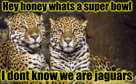 Whats a super Bowl  | Hey honey whats a super bowl; I dont know we are jaguars | image tagged in memes,jaguars | made w/ Imgflip meme maker
