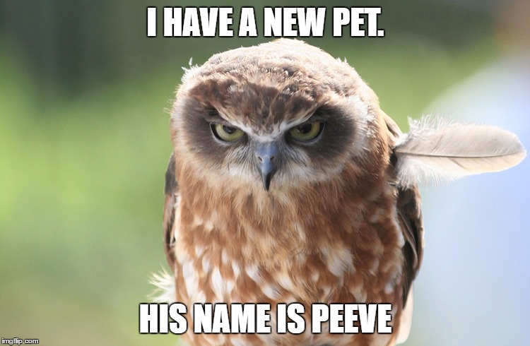 pet peeve...when stuff just gets on your nerves | I HAVE A NEW PET. HIS NAME IS PEEVE | image tagged in peeved owl,imgflip,memes,so true memes | made w/ Imgflip meme maker