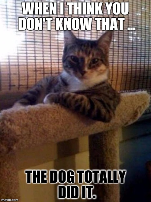 cats | WHEN I THINK YOU DON'T KNOW THAT ... THE DOG TOTALLY DID IT. | image tagged in cats | made w/ Imgflip meme maker