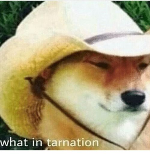 High Quality what in tarnation Blank Meme Template
