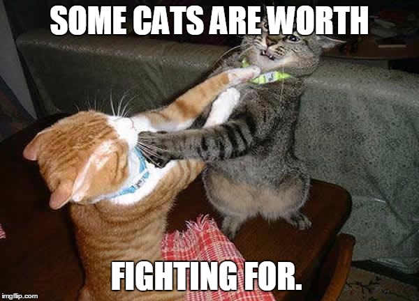 Two cats fighting for real | SOME CATS ARE WORTH; FIGHTING FOR. | image tagged in two cats fighting for real | made w/ Imgflip meme maker