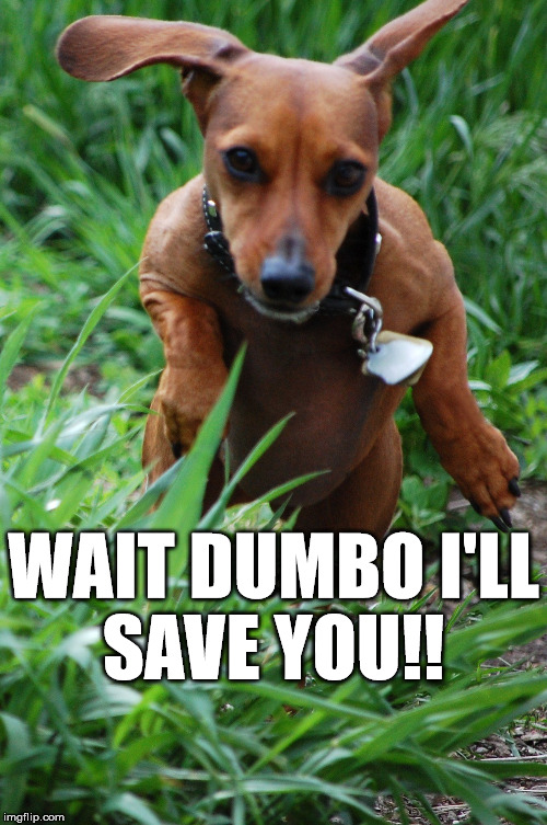 Wait Dumbo I'll Save you!! | WAIT DUMBO I'LL SAVE YOU!! | image tagged in wait dumbo i'll save you,dog ears flying | made w/ Imgflip meme maker