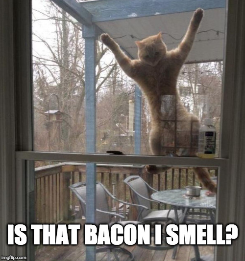 Bacon sense tingling. | IS THAT BACON I SMELL? | image tagged in cat screen,bacon,screen | made w/ Imgflip meme maker