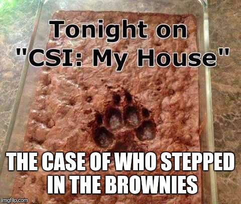THE CASE OF WHO STEPPED IN THE BROWNIES | image tagged in brownies | made w/ Imgflip meme maker