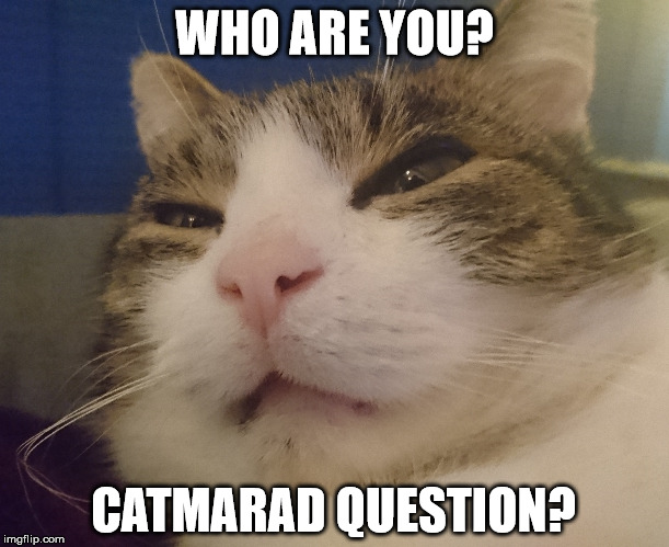 WHO ARE YOU? CATMARAD QUESTION? | image tagged in suspicious cat | made w/ Imgflip meme maker