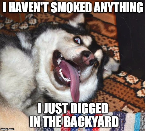 Sasha 420, my love. | I HAVEN'T SMOKED ANYTHING; I JUST DIGGED IN THE BACKYARD | image tagged in sasha husky dog weed | made w/ Imgflip meme maker