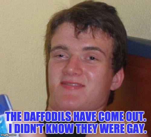 stoned guy | THE DAFFODILS HAVE COME OUT.  I DIDN'T KNOW THEY WERE GAY. | image tagged in stoned guy | made w/ Imgflip meme maker