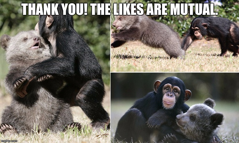 chimp & bear | THANK YOU! THE LIKES ARE MUTUAL. | image tagged in chimp  bear | made w/ Imgflip meme maker