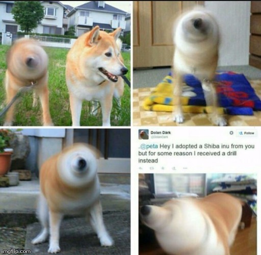 image tagged in drill shiba | made w/ Imgflip meme maker