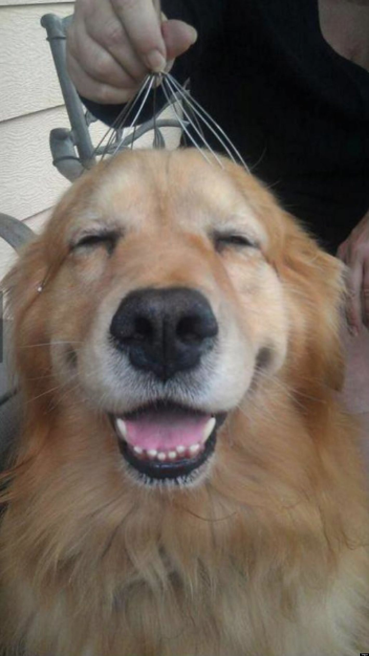 High Quality happy dog massage Blank Meme Template