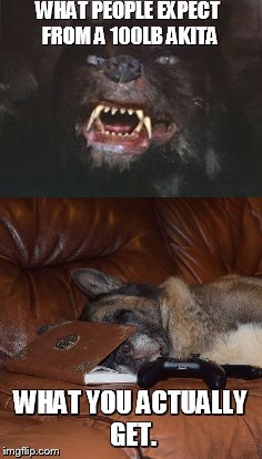 WHAT PEOPLE EXPECT FROM A 100LB AKITA; WHAT YOU ACTUALLY GET. | image tagged in akita,large dog,neverending story | made w/ Imgflip meme maker