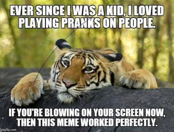 EVER SINCE I WAS A KID, I LOVED PLAYING PRANKS ON PEOPLE. IF YOU'RE BLOWING ON YOUR SCREEN NOW, THEN THIS MEME WORKED PERFECTLY. | image tagged in memes,tiger,pranks,people | made w/ Imgflip meme maker