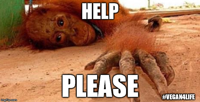 Orangutan’s Trading in Asia and “Bestiality Brothels” in Europe | HELP; PLEASE; #VEGAN4LIFE | image tagged in memes,vegan4life,smakotok | made w/ Imgflip meme maker