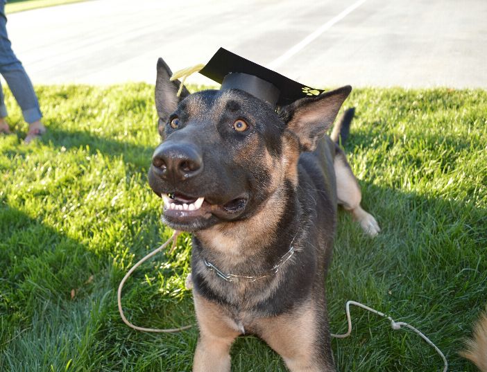 eager college grad dog Blank Meme Template