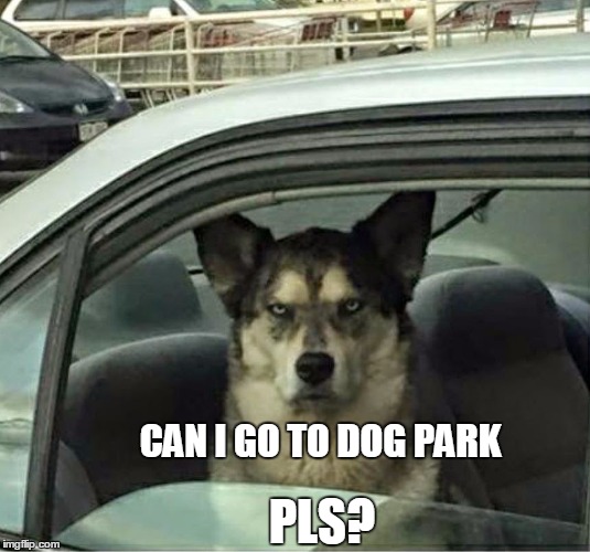 wolfdog can going dog park... - Imgflip